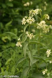 Attēlu rezultāti vaicājumam “Vincetoxicum hirundinaria fruit”