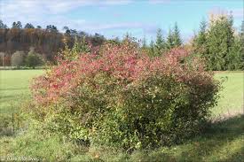 Attēlu rezultāti vaicājumam “Euonymus europaeus”