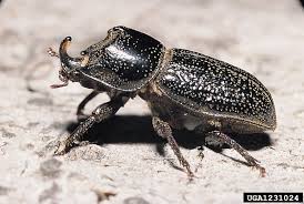 Attēlu rezultāti vaicājumam “Sinodendron cylindricum male”