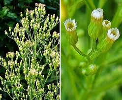 Attēlu rezultāti vaicājumam “Erigeron canadensis”
