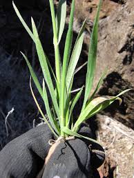 Attēlu rezultāti vaicājumam “Holcus lanatus”