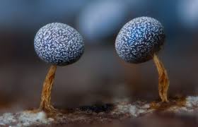 Attēlu rezultāti vaicājumam “Physarum leucophaeum stalked”