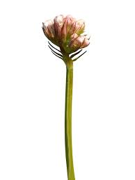 Attēlu rezultāti vaicājumam “Valeriana officinalis bud”