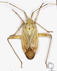 Attēlu rezultāti vaicājumam “Closterotomus biclavatus nymph”