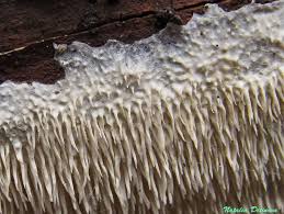 Attēlu rezultāti vaicājumam “Dentipellis fragilis”