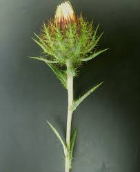 Attēlu rezultāti vaicājumam “Carlina biebersteinii”