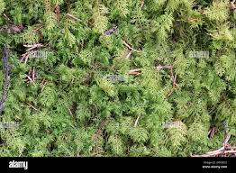 Attēlu rezultāti vaicājumam “Thuidium recognitum”