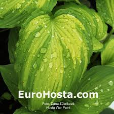 Image result for Hosta Warpaint