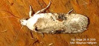 Attēlu rezultāti vaicājumam “Agonopterix alstromeriana”
