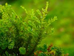 Attēlu rezultāti vaicājumam “Anomodon attenuatus”