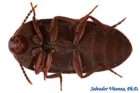 Attēlu rezultāti vaicājumam “Tetratomidae”