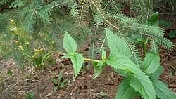 Attēlu rezultāti vaicājumam “Paludella squarrosa sporophyte”