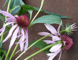 Image result for Echinacea angustifolia