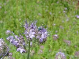 Attēlu rezultāti vaicājumam “Phacelia tanacetifolia”