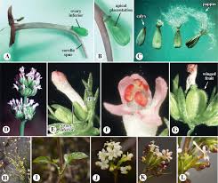 Attēlu rezultāti vaicājumam “Caprifoliaceae”
