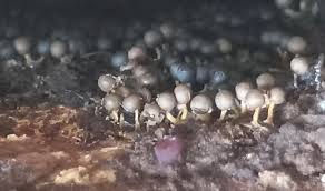 Attēlu rezultāti vaicājumam “Diderma floriforme spores”