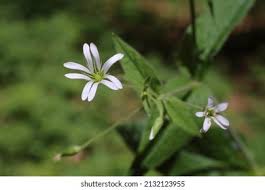 Attēlu rezultāti vaicājumam “Stellaria nemorum flower”