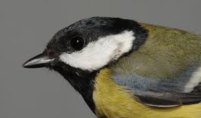 Attēlu rezultāti vaicājumam “Parus major female”