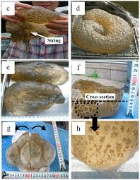 Attēlu rezultāti vaicājumam “Colostygia pectinataria male”