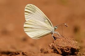 Attēlu rezultāti vaicājumam “Leptidea sinapis”