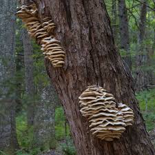 Attēlu rezultāti vaicājumam “Climacodon septentrionalis”