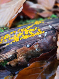 Attēlu rezultāti vaicājumam “Amaurochaete fusiformis”