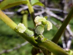 Attēlu rezultāti vaicājumam “Juglans x sinensis”