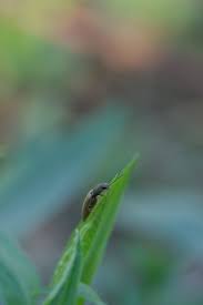 Attēlu rezultāti vaicājumam “Cidnopus aeruginosus”