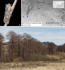 Attēlu rezultāti vaicājumam “Lithophane furcifera”