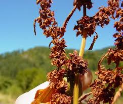 Attēlu rezultāti vaicājumam “Rumex obtusifolius flower”