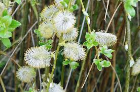 Attēlu rezultāti vaicājumam “Salix caprea”