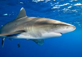 Image result for Carcharhinus longimanus