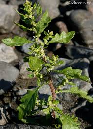 Image result for Chenopodium ambrosioides