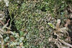 Attēlu rezultāti vaicājumam “Riccardia incurvata”