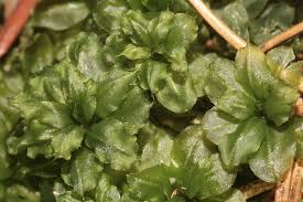 Attēlu rezultāti vaicājumam “Plagiomnium affine sporophyte”