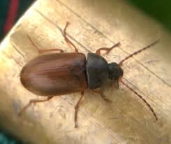 Attēlu rezultāti vaicājumam “Isomira murina”