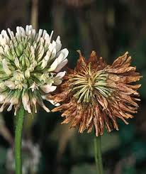 Attēlu rezultāti vaicājumam “Trifolium repens fruit”