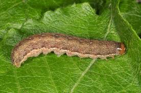 Attēlu rezultāti vaicājumam “Agrochola helvola imago”