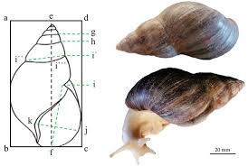 Attēlu rezultāti vaicājumam “Licea castanea macro”