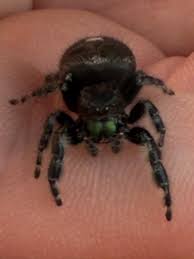 Attēlu rezultāti vaicājumam “Trichia longipalpis macro”