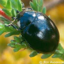 Attēlu rezultāti vaicājumam “Coccinella hieroglyphica”