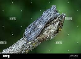 Attēlu rezultāti vaicājumam “Cucullia lucifuga”