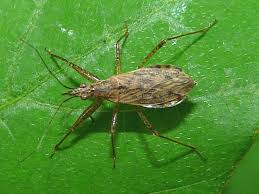 Attēlu rezultāti vaicājumam “Nabidae”