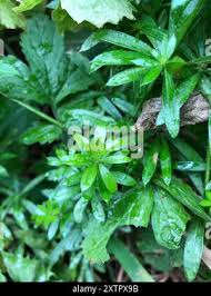 Attēlu rezultāti vaicājumam “Galium rivale leaf”