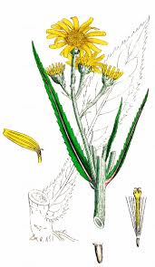 Attēlu rezultāti vaicājumam “Jacobaea paludosa”