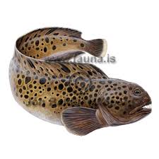 Image result for Anarhichas minor