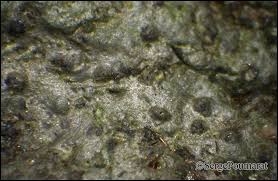 Attēlu rezultāti vaicājumam “Verrucaria hydrela”