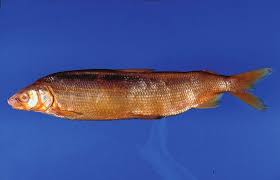 Image result for Coregonus oxyrinchus