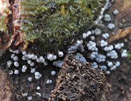 Attēlu rezultāti vaicājumam “Octospora splachnophila”