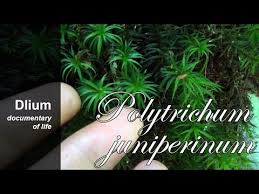Attēlu rezultāti vaicājumam “Polytrichum juniperinum”